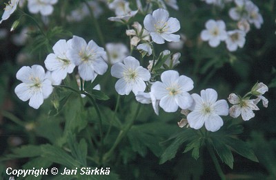  Geranium richardsonii